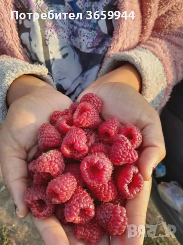 🍓 Качествен разсад ягоди и малини – засади днес, береш утре! 🌱, снимка 2 - Разсади - 53585752