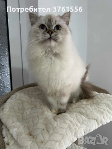Персийско женско коте , снимка 3 - Персийска - 53438324