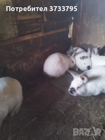 Калифорнийчета, снимка 5 - Други - 52656232