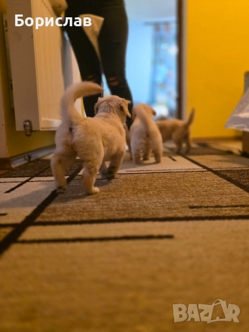 Бебета Голдън ретривър , снимка 3 - Голдън ретривър - 51928849