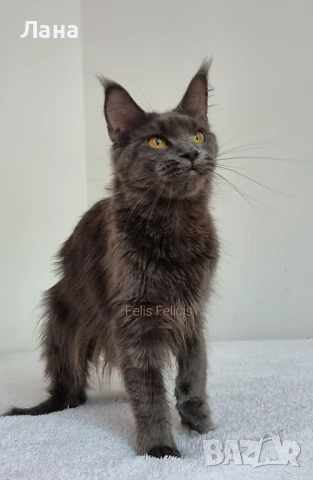 Коте Мейн Кун 