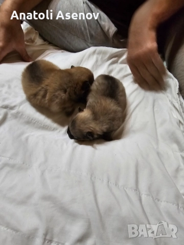 Мини немски шпиц-Померан, снимка 7 - Шпиц - 52797251