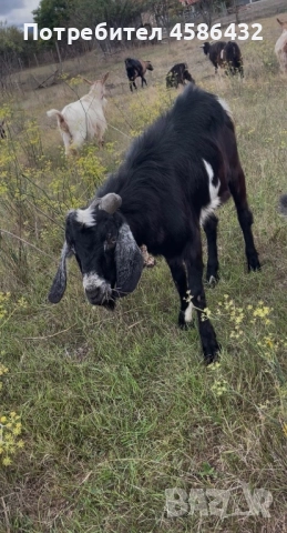 Продавам стадо кози 