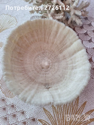 Морски артикули , снимка 13 - Декорация за дома - 46756630