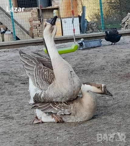 Яйца от различни видове водоплаващи, снимка 6 - други­ - 51573552