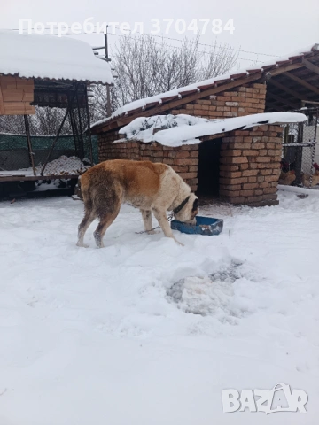 Продавам Сао алабай , снимка 8 - Алабай - 53312931