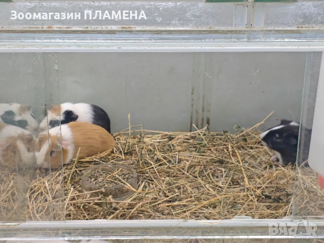 Морски свинчета , снимка 2 - Други животни - 51805618