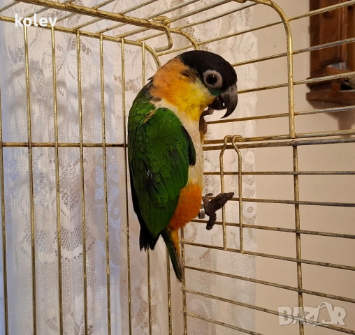 Папагал кайка/чернотеменен амазонек , снимка 3 - Папагали - 53447144