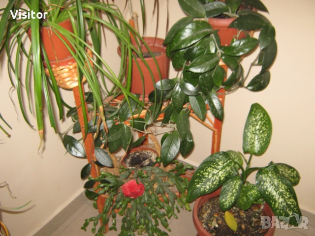 Canon PowerShot A470, снимка 16 - Фотоапарати - 52850721