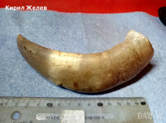 Стар БИВОЛСКИ ГОВЕЖДИ РОГ За КОЛЕКЦИЯ ТЕМАТИЧНА ДЕКОРАЦИЯ 47819, снимка 2 - Антикварни и старинни предмети - 47971805