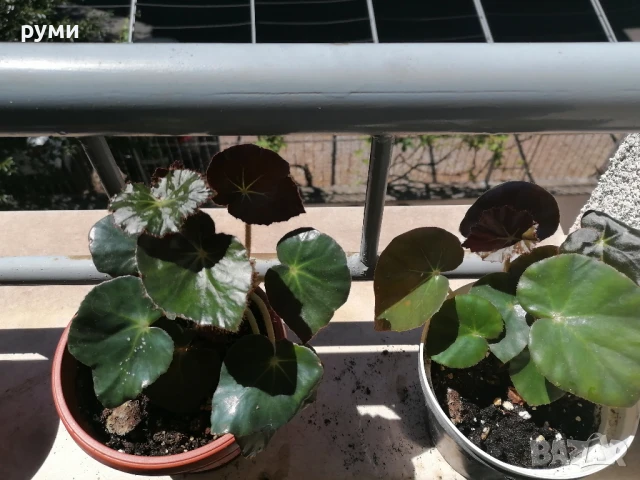 бегония слонско ухо