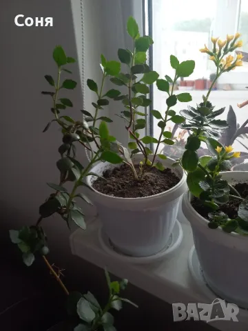 Каскадно каланхое, снимка 12 - Стайни растения - 44175683