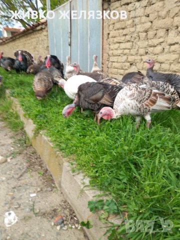 ПРОДАВАМ ДОМАШНИ ПУЙКИ И ЯЙЦА, снимка 8 - Кокошки и пуйки - 40014157