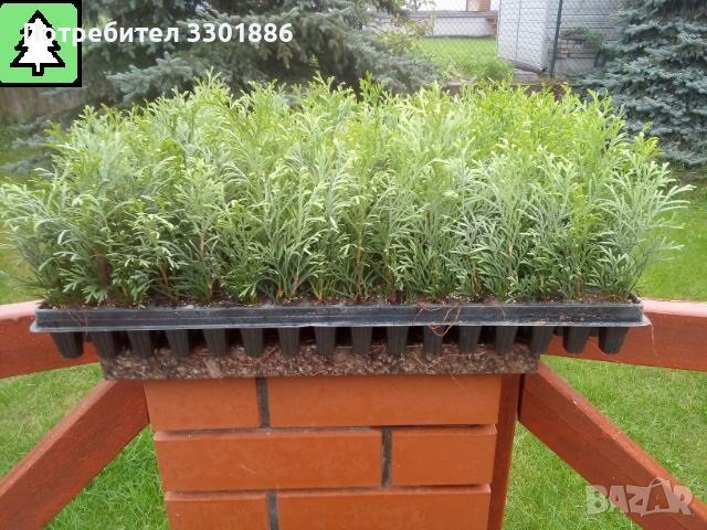 Туя Смарагд, Даника, друг в мултиплейта. височина: 10-18 сантиметра, снимка 1