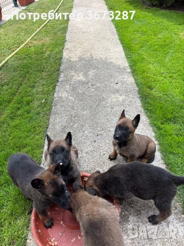 Белгйиска овчарка малинова, снимка 2 - Белгийска овчарка - 51650424