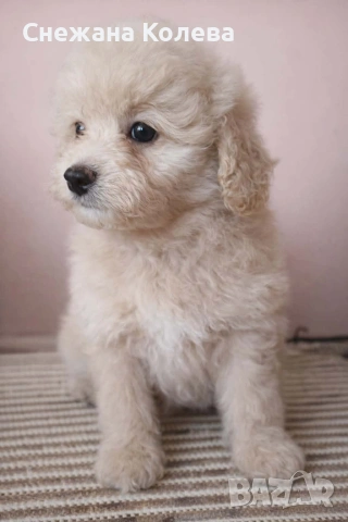 Кученца помапу., снимка 2 - Други - 53556786