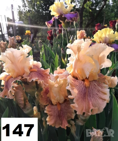 Сортови вискоки ириси /брадати ириси, снимка 7 - Градински цветя и растения - 51458720