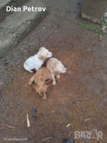 ПРОДАВА СЕ! Кокер шпаньол на 2 месеца., снимка 3 - Шпаньоли - 53387942