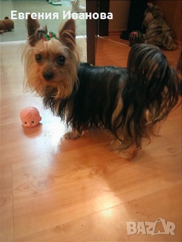 Йоркширски териер си търси приятелка, снимка 3 - Търси партньор - 35108985