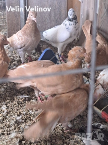 Промоцията свърши. Английски типлери. , снимка 7 - Гълъби - 49562099