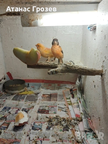 Продавам канари, снимка 3 - Канари - 53570041