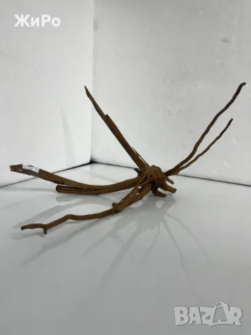 Корен от Азалия /декорация/ 8, снимка 2 - Други - 48577917