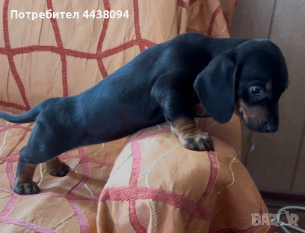 Продавам мини дакелчета , снимка 2 - Дакели - 53272079