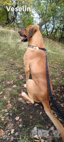 Здрав и Млад Датски Дог за Разплод, снимка 4 - Търси партньор - 52330332