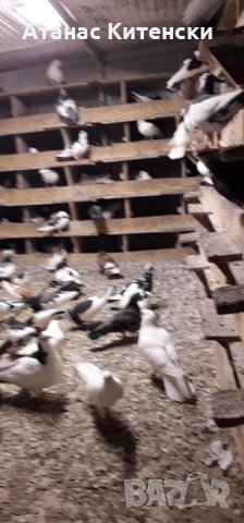 ПАЗАРДЖИШКИ ВИСОКО ЛЕТЦИ ЗА ДЪЛГОТРАЕН ВИСОК ПОЛЕТ, снимка 14 - Гълъби - 26511341
