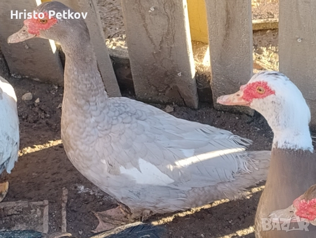 Продавам Неми Патици 