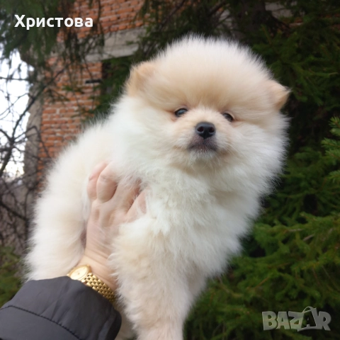 Момченце на 2 месеца, снимка 5 - Померан - 52983556