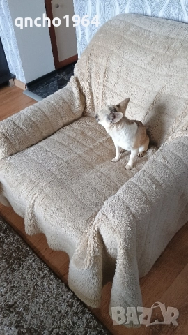 чихуахуа женска , снимка 3 - Чихуахуа - 52379260