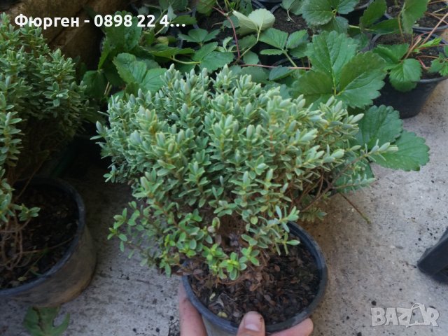 Хебе (Hebe pungifolia), снимка 4 - Разсади - 34764744