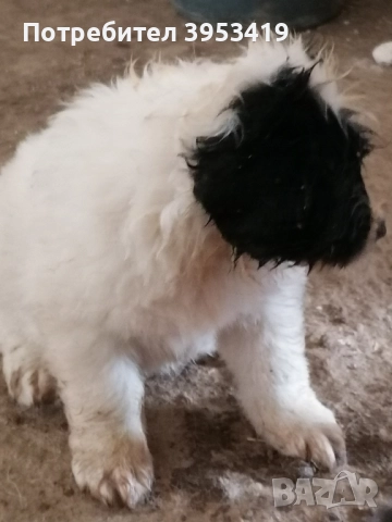 каракачански кученца с доказан произход и качества, снимка 3 - Други - 52137282