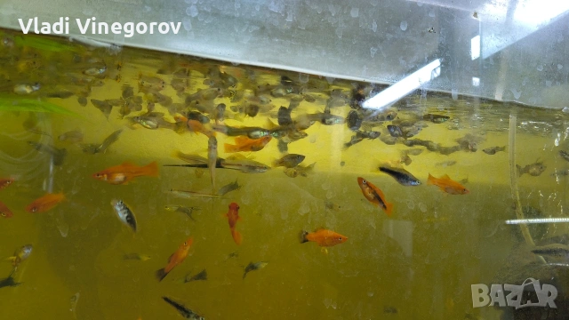 Аквариум 130 литра с рибки - само лично предаване гр.ВИДИН, снимка 3 - Рибки - 53255378