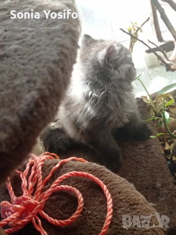 персийско коте продавам 