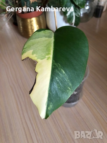 Monstera Marmorata Tricolor , снимка 3 - Стайни растения - 53383328