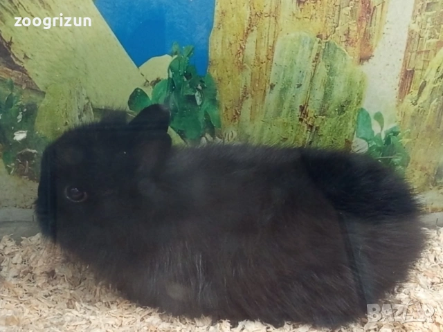 Декоративни зайчета , снимка 3 - Декоративни зайчета - 52770932