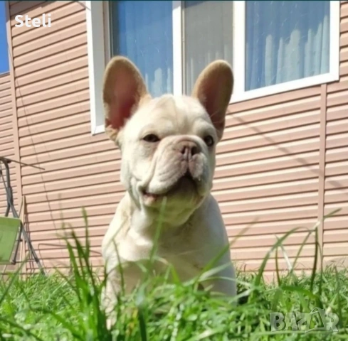 Френски булдог сини , снимка 5 - Френски булдог - 53030675