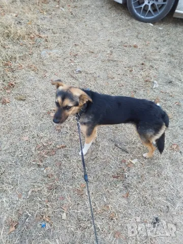 Мечо търси дом!, снимка 10 - Други - 41491171