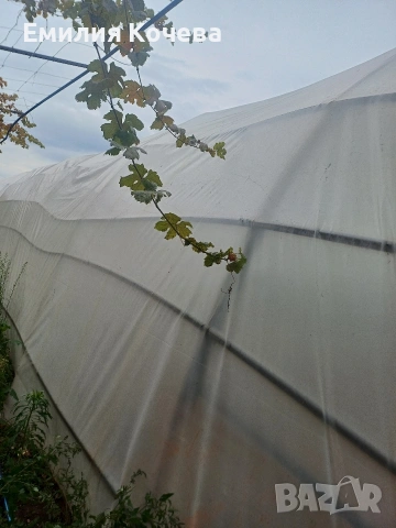 Продавам оранжерия , снимка 8 - Оранжерии - 53282195