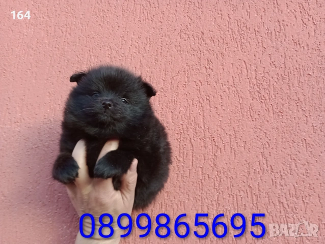 Мъжки черен Померан , снимка 5 - Померан - 53508637