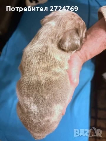 Френски булдог - булдоче, снимка 4 - Френски булдог - 53580935