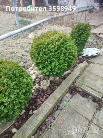 ЧИМШИР 55лв , снимка 3 - Градински цветя и растения - 49026907