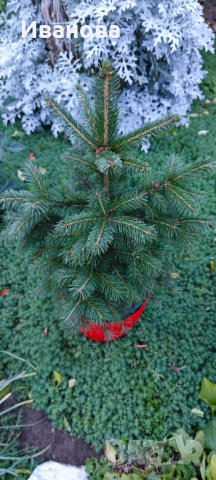 Елхички в саксия, снимка 9 - Градински цветя и растения - 43145334