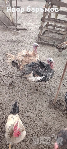 пуйки, пуяци или петли, снимка 2 - Кокошки и пуйки - 53458439