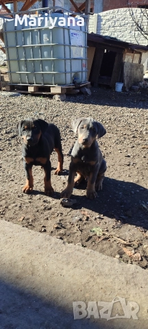 Продавам родословни добермани , снимка 5 - Доберман - 52585726