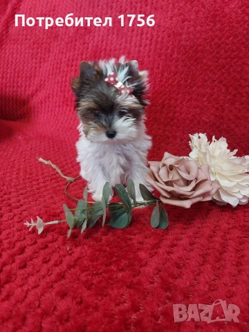 Йоркширски териер, мини бивер.