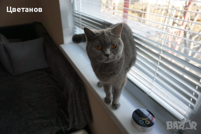 Британска късокосместа, снимка 4 - Британска късокосместа - 52973213