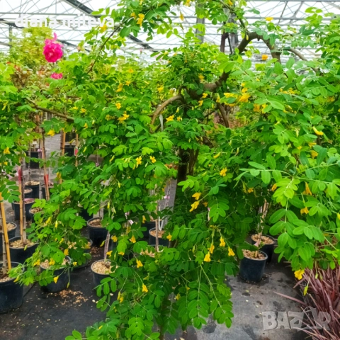 Карагана плачеща, Caragana arborescens pendula, снимка 3 - Градински цветя и растения - 52922912